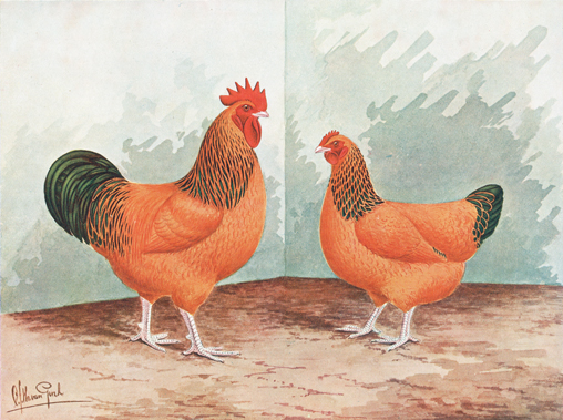 Buff (geel hermelijn) sussex (Van Gink, 1925)