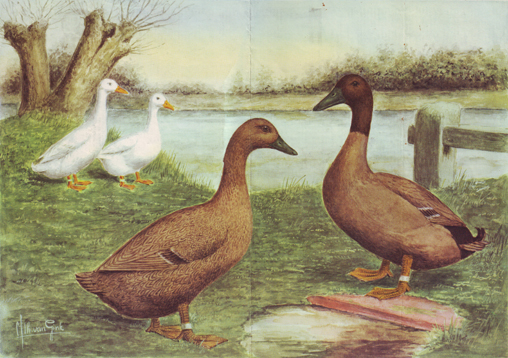 Campbell-eenden (Van Gink, 1962)