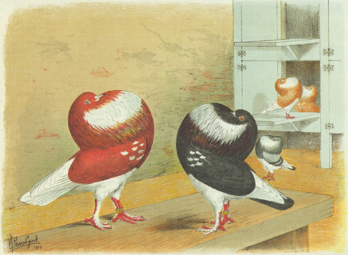 Holle kroppers (Van Gink, 1914)