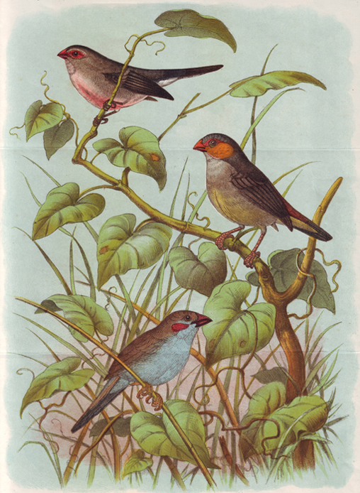 Tropische vogeltjes (1914)