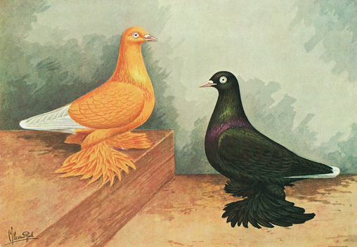 Oud-Hollandsche tuimelaars (Van Gink, 1924)