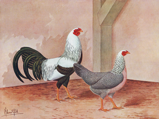 Twentsche grijzen (Van Gink)