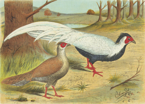 Zilverfazanten (Van Gink, 1913)