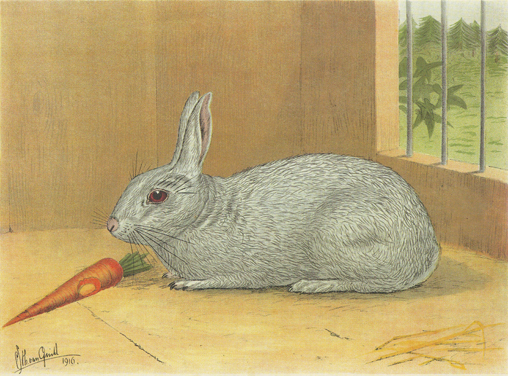 Konijn (Van Gink, 1916)