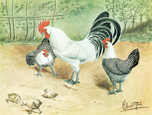 Friese hoenders (Van Gink, 1970)